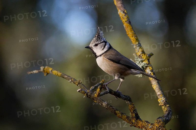 A crested tit bird, Lophophanes cristatus, with striking plumage perches on a lichen-covered branch in a lush forest setting The blurred background enhances the bird's detailed appearance
