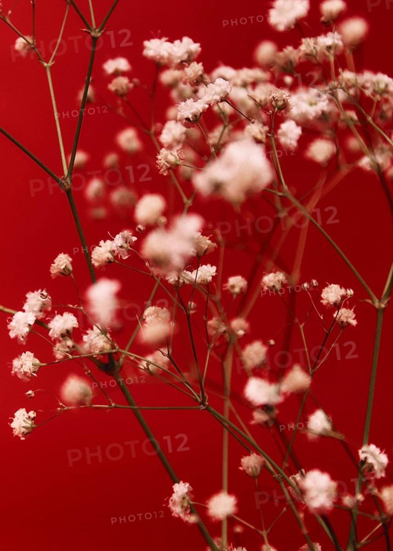 A stunning close up of delicate white flowers set against a vibrant red background. The soft focus enhances the gentle, ethereal quality of the floral arrangement