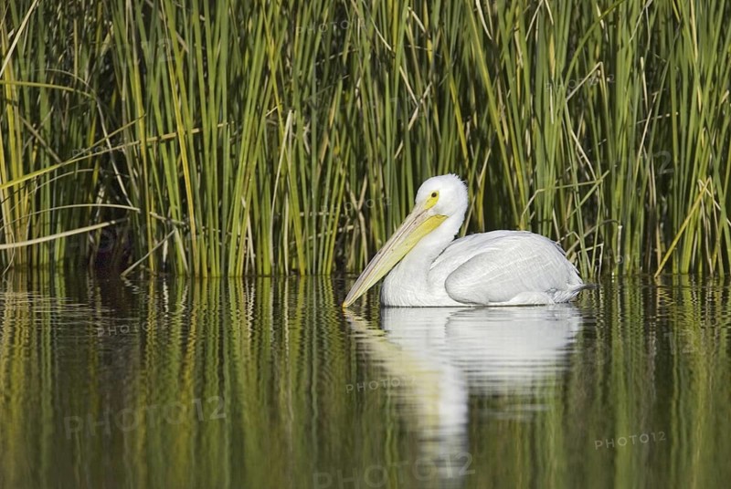 American White Pelican (Pelecanus erythrorhynchos), California, USA