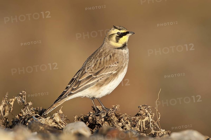 Horned Lark (Eremophila alpestris), Schleswig-Holstein, Germany