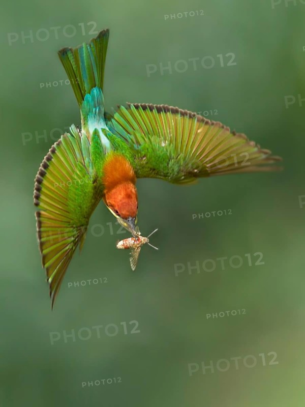 Chestnut-headed Bee-eater (Merops leschenaulti) flying with hawk moth in its beak, Darjeeling, India