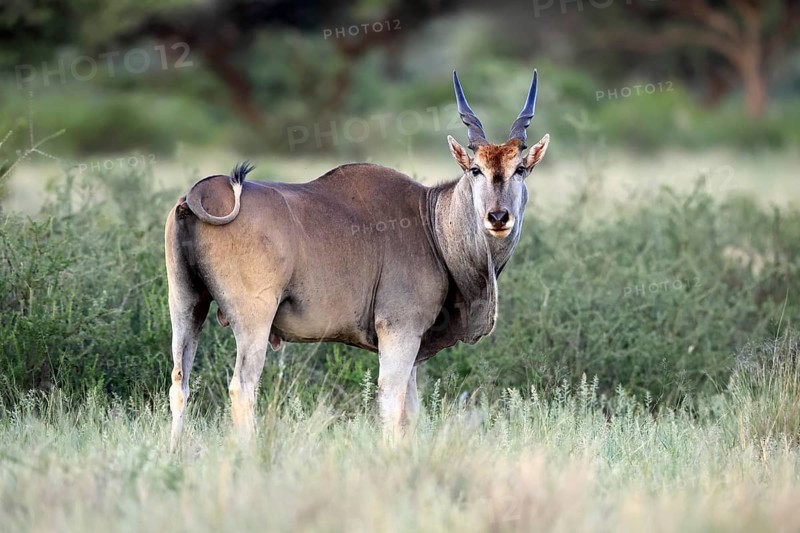 Eland (Taurotragus oryx), adult, alert, foraging, Mokala National Park, Northern Cape, South Africa