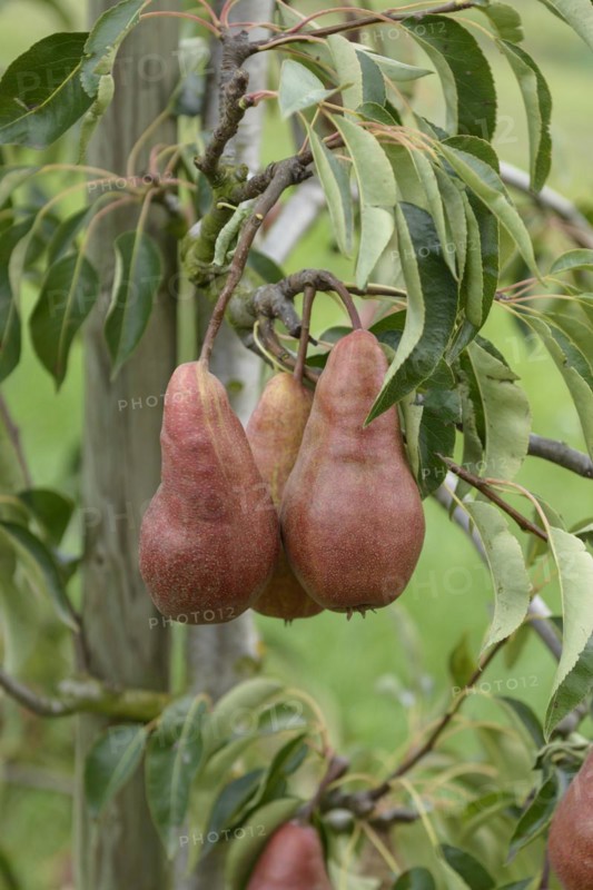 Pear (Pyrus communis 'Karina'), Merkel family, Veitshöchheim, Bavaria, Germany