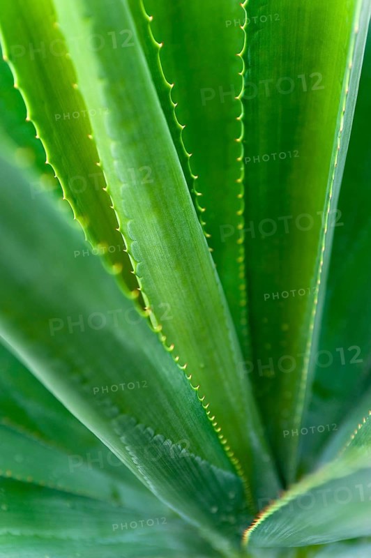Agave (Agave Australis) plant, flora, detail, close up, medicine, health, medicinal plant, Australia