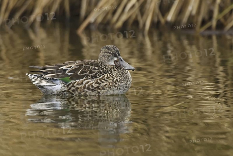 Northern Shoveler (Spatula clypeata) female, Arizona, USA