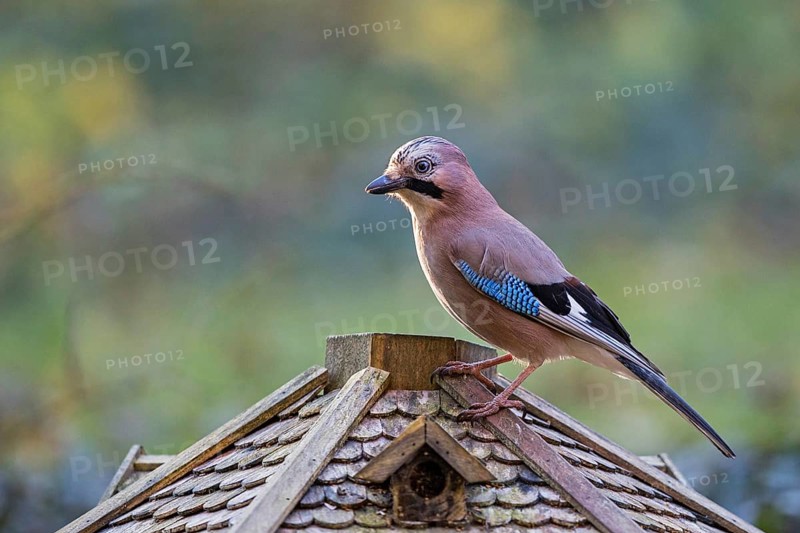 Eurasian Jay (Garrulus glandarius) at feeding house, Bavaria, Germany