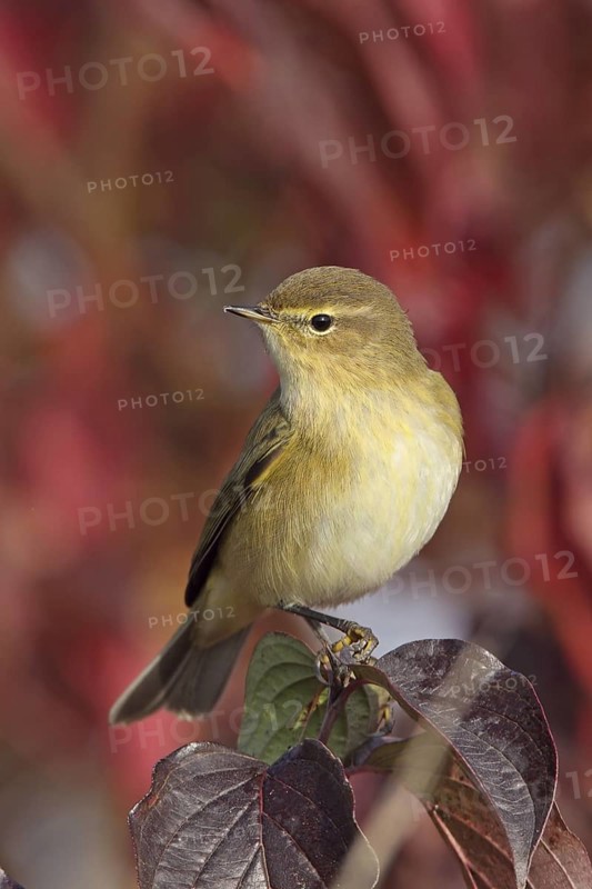 Common Chiffchaff (Phylloscopus collybita), Rhineland-Palatinate, Germany