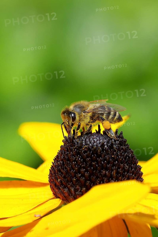 European honey bee (Apis mellifera), collecting nectar from a yellow coneflower (Echinacea paradoxa), Wilnsdorf, North Rhine-Westphalia, Germany