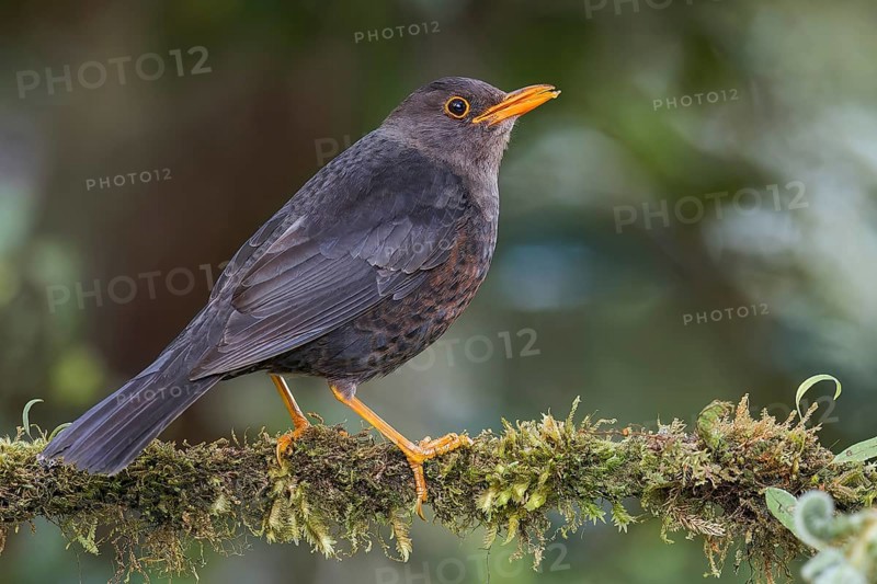 Island Thrush (Turdus poliocephalus) perched on a branch in Papua New Guinea