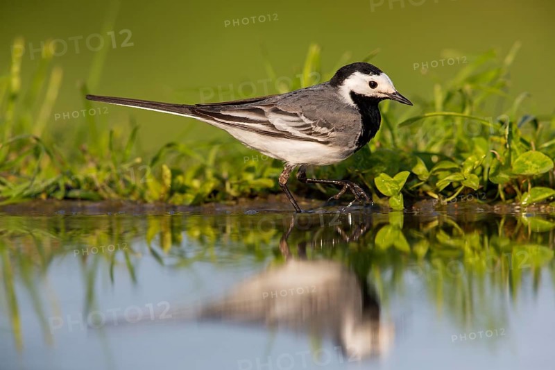 White wagtail, (Motacilla alba), animals, birds, family of wagtails and pipits, Beindersheim, Bad Dürkheim district, Rhineland-Palatinate, Federal Republic of Germany