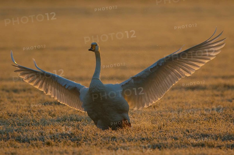 Whooper Swan (Cygnus cygnus) flapping, North Rhine-Westphalia, Germany