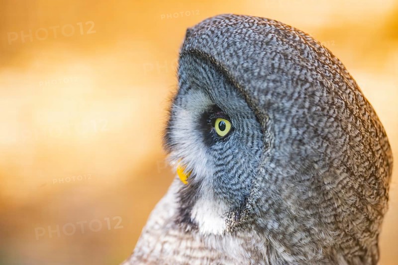 Great grey owl (Strix nebulosa), portrait, Bavaria, Germany