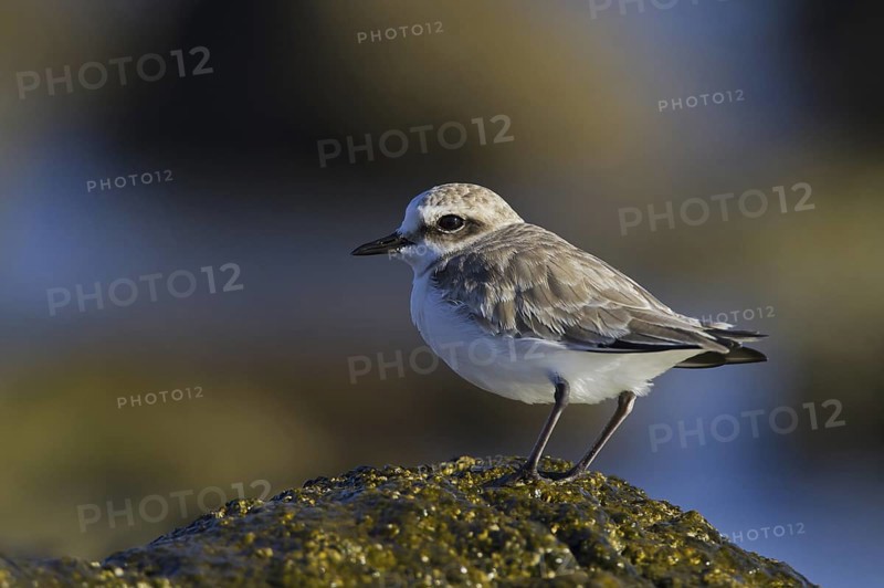 Kentish Plover (Charadrius alexandrinus), Andalusia, Spain
