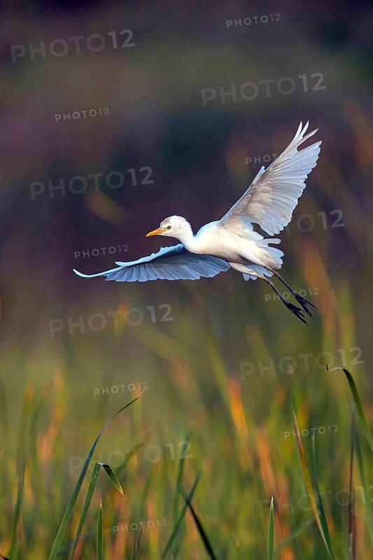 Cattle egret (Bubulcus ibis), flight photo, Raysut, Salalah, Dhofar, Oman