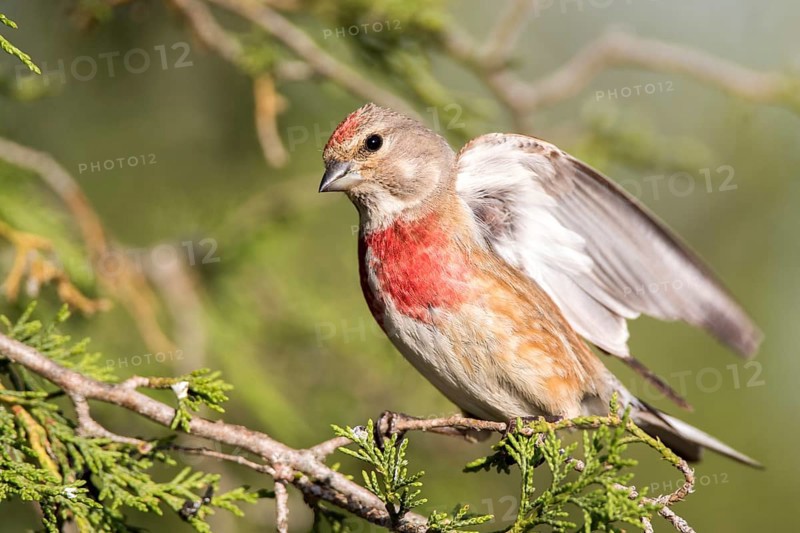 Common Linnet (Linaria cannabina) male, Castile and Leon, Spain