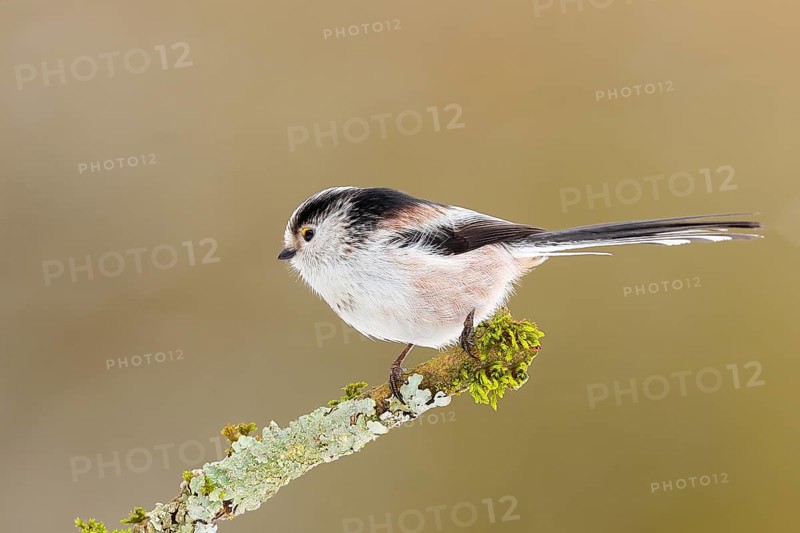 Long-tailed Tit (Aegithalos caudatus), sitting on a lichen-covered branch, Wildlife, Animals, Birds, Tits, Siegerland, North Rhine-Westphalia, Germany