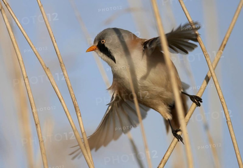 Bearded Reedling (Panurus biarmicus) male, Schleswig-Holstein, Germany
