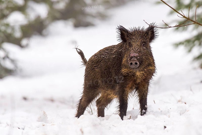 Wild boar (Sus scrofa) in the snow, Melle, Lower Saxony, Germany