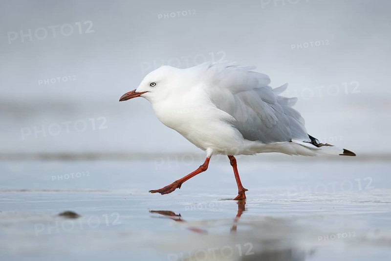 Silver Gull (Chroicocephalus novaehollandiae), Victoria, Australia
