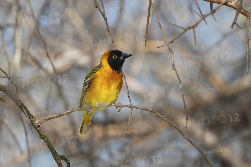 Lesser Masked Weaver, Ploceus intermedius
