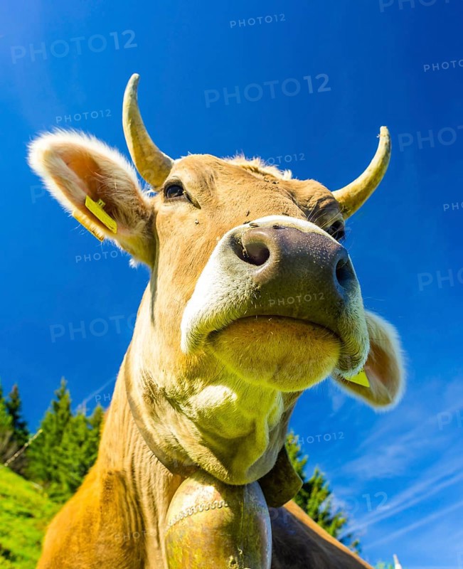 Single dairy cow, Allgäu Braunvieh, alpine meadow, near Oberstdorf, Allgäu, Bavaria, Germany