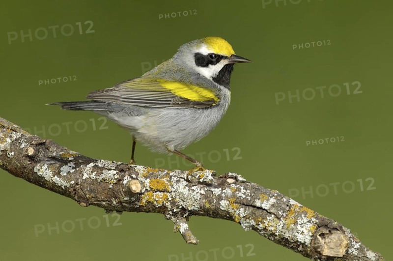 Golden-winged Warbler (Vermivora chrysoptera), Texas, USA