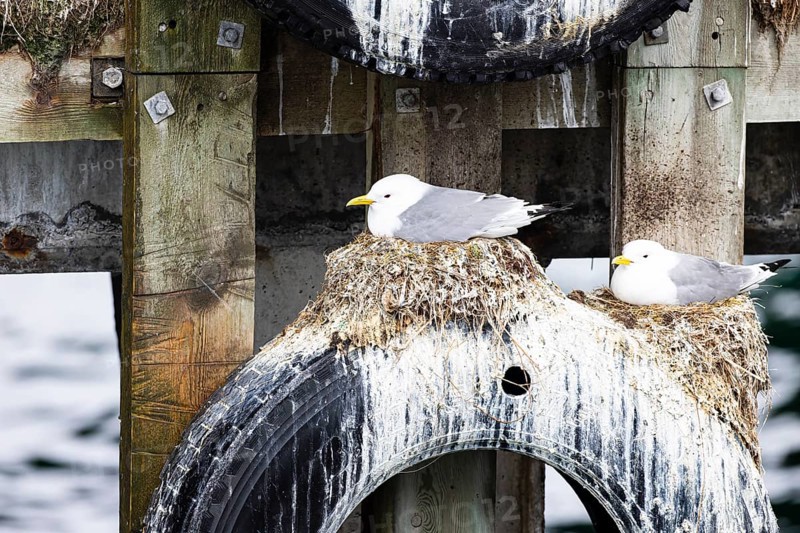 Black-legged kittiwake (Rissa tridactyla), two birds sitting on nests on an old car tyre, Vardø, Varanger, Finnmark, Norway