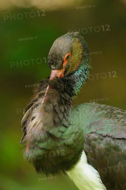 The black stork preens itself in the greenery, its feathers shimmering in various shades of brown and green, Black Stork (Ciconia nigra), Bavarian Forest National Park
