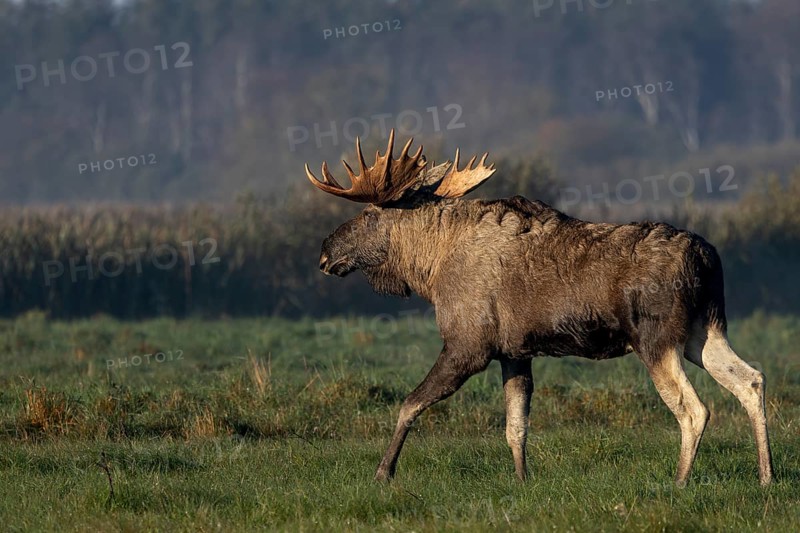 A bull moose (Alces alces) walks across a meadow, October, Denmark