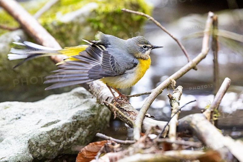 Grey wagtail (Motacilla cinerea) Germany