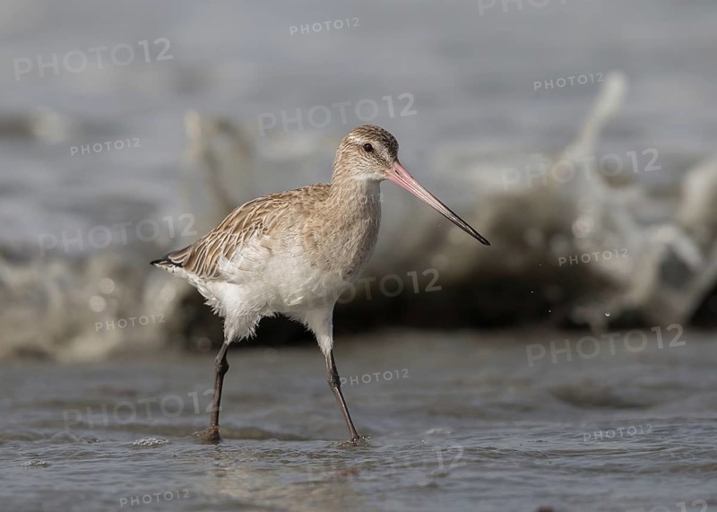 Bar-tailed Godwit (Limosa lapponica) foraging, Gambia