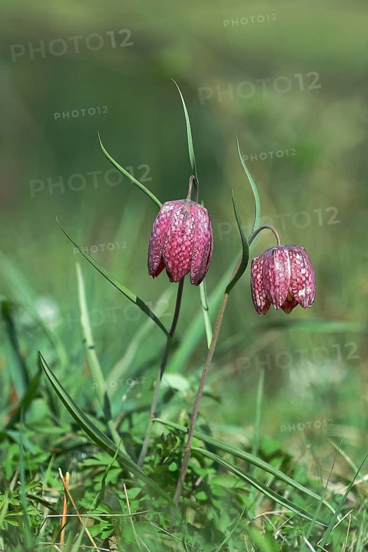 Snake's head fritillary (Fritillaria meleagris), in a meadow, Wilden, North Rhine-Westphalia, Germany