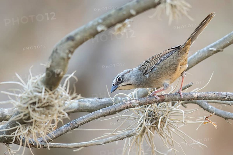 Oaxaca Sparrow (Aimophila notosticta) perched on a branch in Oaxaca, Mexico