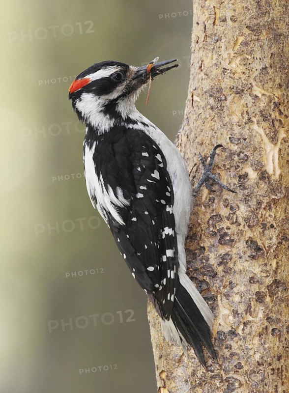 Hairy Woodpecker (Leuconotopicus villosus) male, British Columbia, Canada