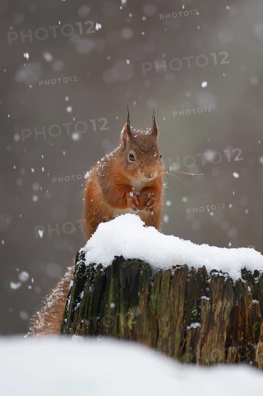 Red squirrel (Sciurus vulgaris) adult animal feeding on a nut on a tree stump covered in snow in winter, Scotland, United Kingdom