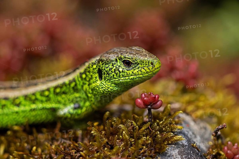Sand lizard, (Lacerta agilis), climbs on rock, animal, animals, reptile, reptiles, scaly lizards, lizard, sand lizard, true lizards, male, Baden-Württemberg, Federal Republic of Germany