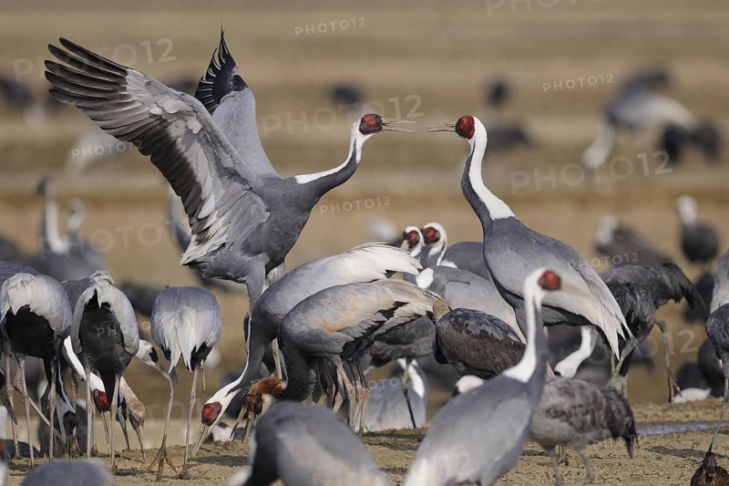 White-naped Crane (Antigone vipio), Arasaki, Japan