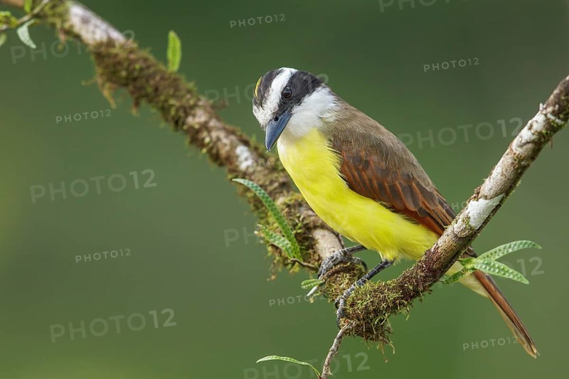 Great Kiskadee (Pitangus sulphuratus) perched on a branch in Costa Rica