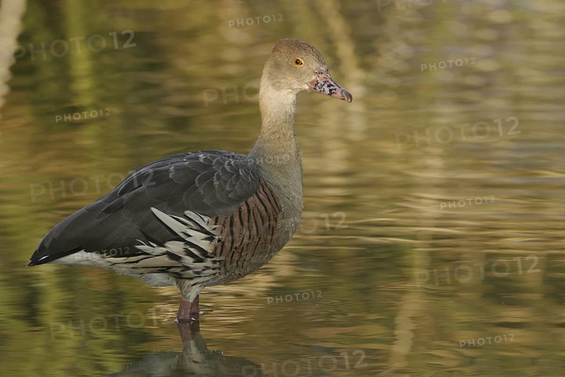 Plumed Whistling Duck (Dendrocygna eytoni), Florida, USA