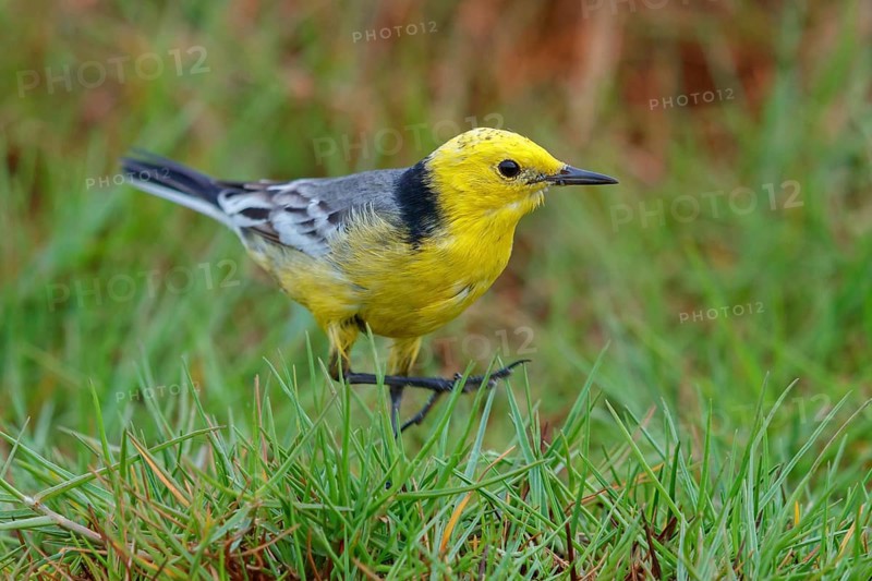 Citrine wagtail, (Motacilla citreola), foraging in a biotope, Middle East, Oman, songbird, family of stilts and pipits, Raysut, Salalah, Dhofar, Oman