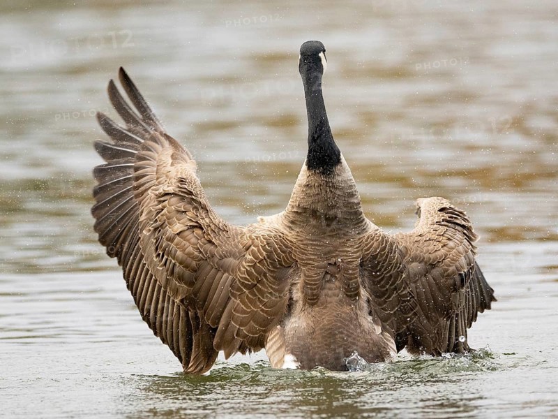 A Canada goose flaps its wings after plumage care, Ümminger See, Bochum, North Rhine-Westphalia, Germany