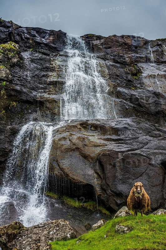 Shetland sheeps before a Waterfall in Estuyroy, Faroe islands, Denmark