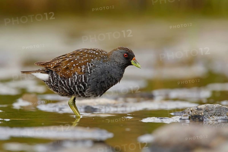 Australian Crake (Porzana fluminea), Australian Capital Territory, Australia