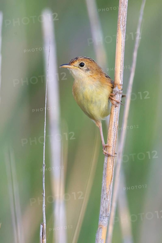 Golden-headed Cisticola (Cisticola exilis) female perched on reeds, Victoria, Australia
