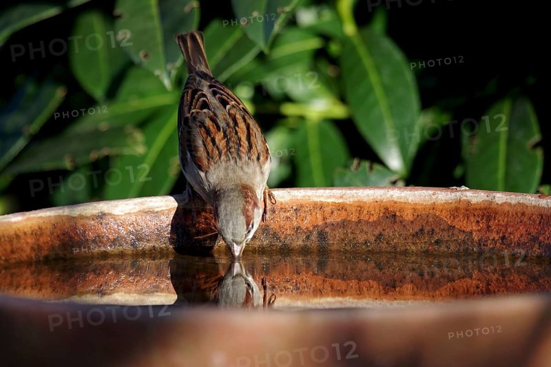 House sparrow (Passer domesticus), male, thirst, bird bath, The sparrow drinks water and its head is reflected in the water surface