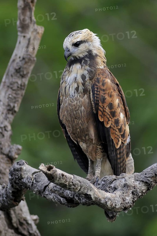 Black-collared Hawk (Busarellus nigricollis), Pantanal, Brazil