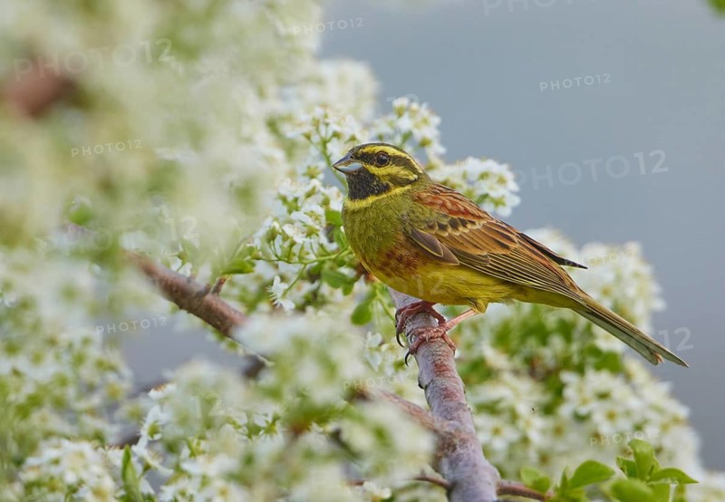 Cirl Bunting (Emberiza cirlus) male perched on a branch, Rhineland-Palatinate, Germany