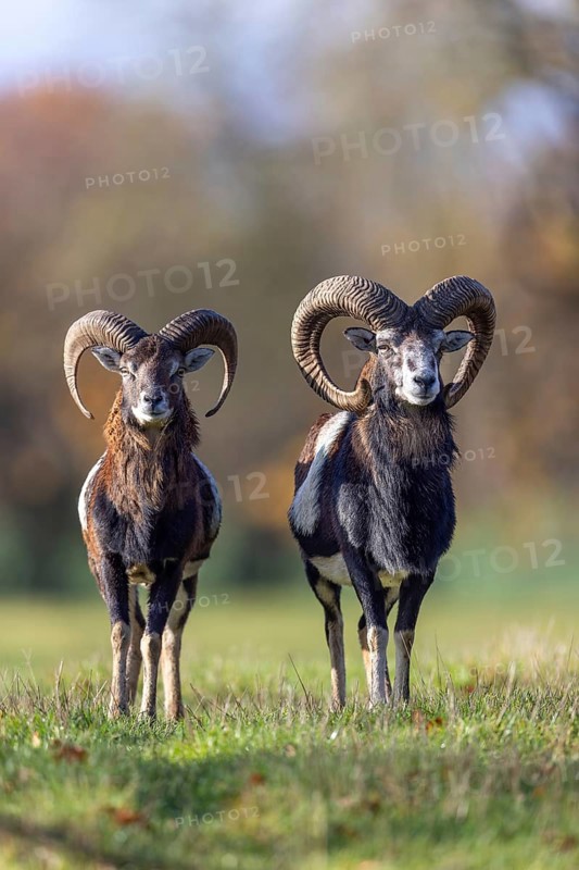 European mouflons (Ovis aries musimon, Ovis gmelini musimon) two rams, males with big horns in grassland at forest edge in autumn, fall