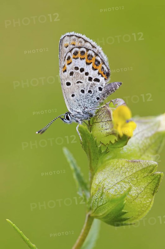 Argus Blue, (Plebejus argus), animals, insects, butterflies, butterfly, butterflies, lateral, Lentiira, Lentiira Kuhmo, Finland