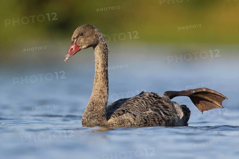 Black Swan (Cygnus atratus) juvenile stretching leg, Victoria, Australia